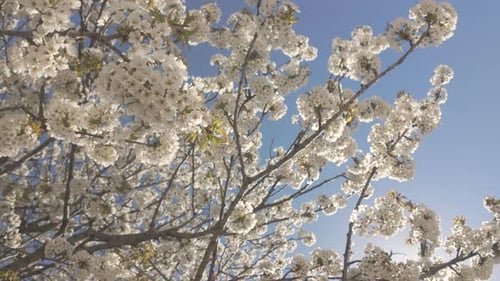 White Blossoms Blooming on Tree Branches in Spring