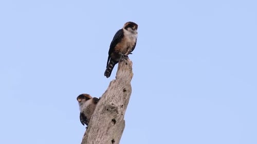 The Black-thighed Falconet is one of the smallest birds of prey found in the forests in some countri