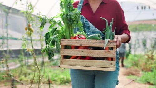 Happy Woman Harvesting Vegetables in Greenhouse