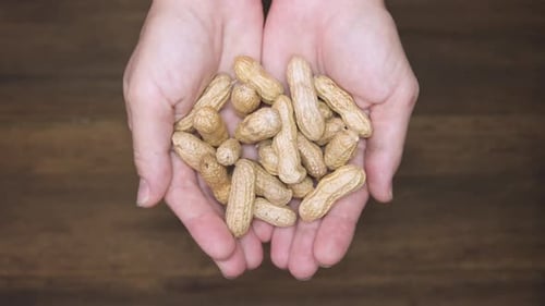 Hands Holding Peanuts Above Wooden Table