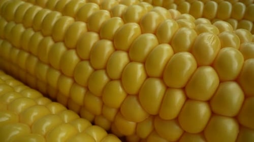 Close Up of Sweet Corn on the Cob