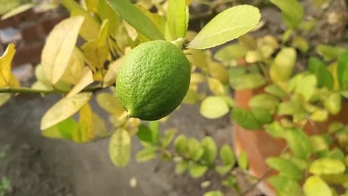 Lemon hanging on a tree unripe. fresh lemon with tree.