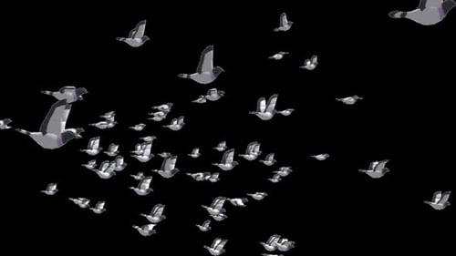 Animated Flock of Realistic Pigeons Flying Overlay