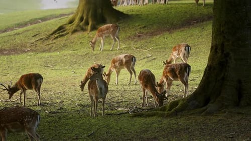 Group Of Deer Peacefully Grazing On Green Grass