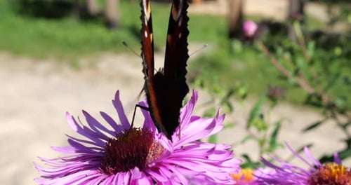 Pfauenschmetterling auf rosa Chrysantheme. Sommer-Makroaufnahmen.