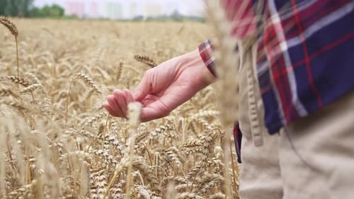 Woman Businessman Analyzing Grain Harvest. Farmer's Hands Checking Crop In Field. Examines Quality