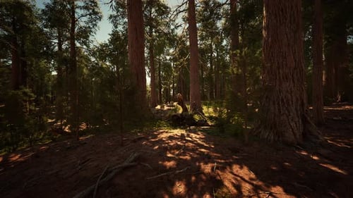 Classic View of Famous Giant Sequoia Trees