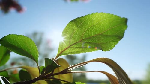 Grüne Sakura-Blätter, die sich im Frühling sanft vor einem wunderschönen blauen Sonnenhimmel wiegen