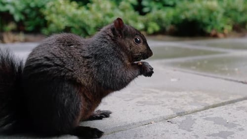 Süßes Eichhörnchen, das Nüsse auf dem Boden im Hinterhof isst