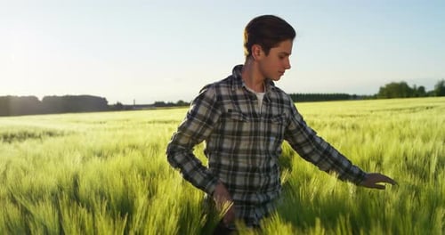 young boy enjoy nature in a barley field on slowmotion on sunset in a windy day