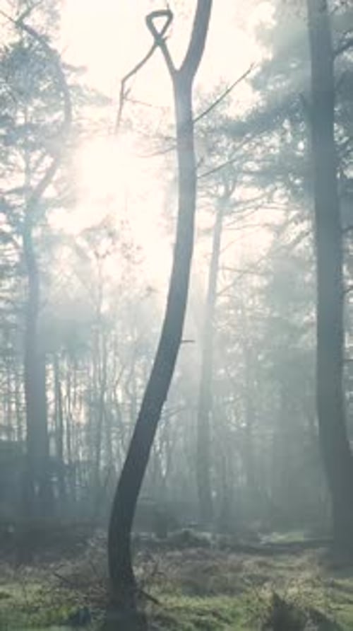 Misty Winter Forest At Early Morning Light.