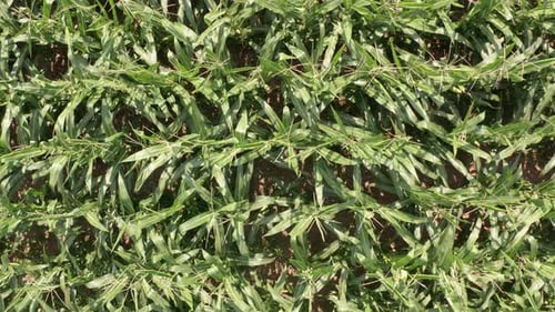 Top view of Corn Field. Bird's eye perspective of agricultural field.