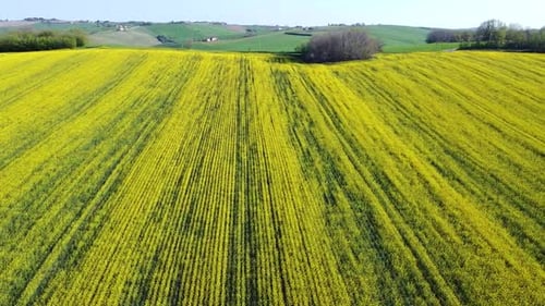 Aerial yellow land field rapeseed plantation in natural countryside, scenic spring blooming landscap