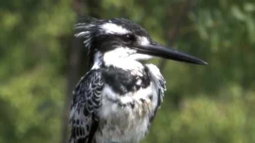 Pied Kingfisher perching at Yarkon River