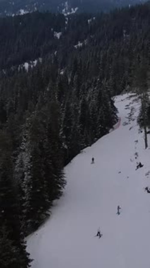 Skirun In Snowy Forest