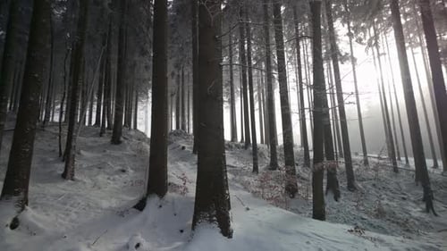 Panoramic winter forest bathed in sunlight. Snow blankets the ground, tree branches glisten
