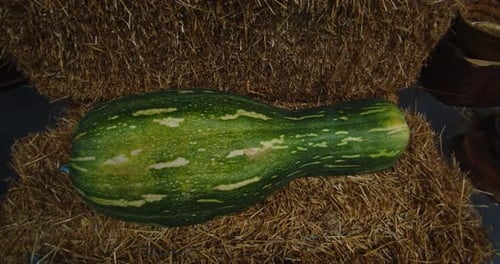 Strange green elongated pumpkin on display in an orchard. 4K