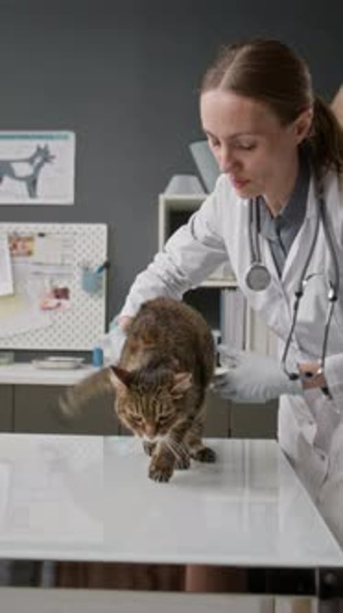 Veterinarian Checking Cat on Examination Table in Clinic