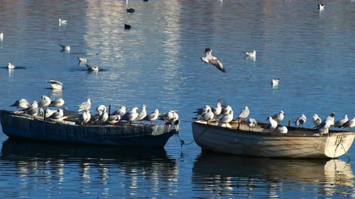 Seagulls Resting Peacefully on Boats in Blue Water