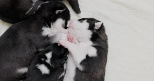 Husky Puppies Sleeping Close Up