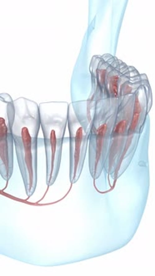 Dental root anatomy, Xray view