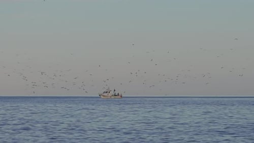 Fischerboot mit umherfliegenden Möwen