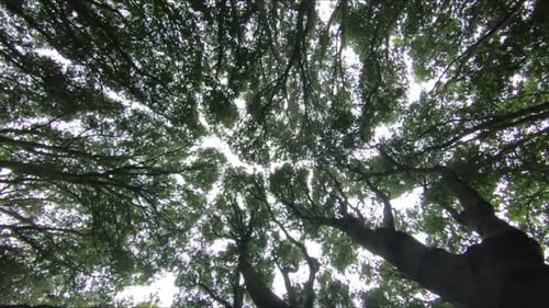mirando la luz que entra por el dosel en el bosque de la Isla de Wight