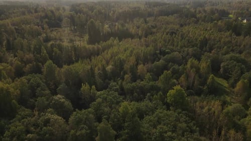 Aerial view of expansive green forests captured in beautiful daylight. The dense canopy of trees str