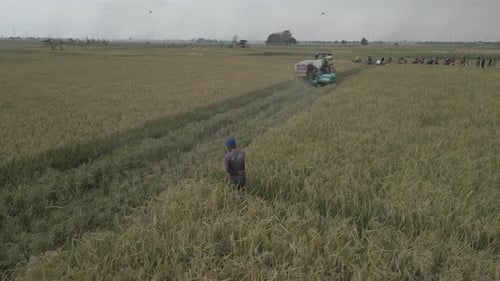 View of rice fields and activities of Kendayakan villagers in Indramayu district 0443