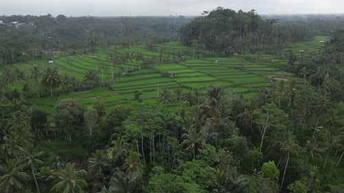 Misty vibrant green rice field paddies in tropical Bali, aerial rotate