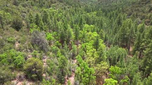 Aerial view of dense forest landscape, United States.