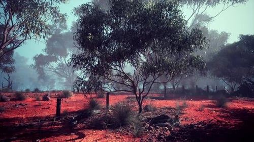 Trees and Red Dirt in an Australian Bush Field