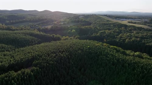 Drone flight over green forest landscape at sunrise in America. Wide shot. Peaceful and charming
