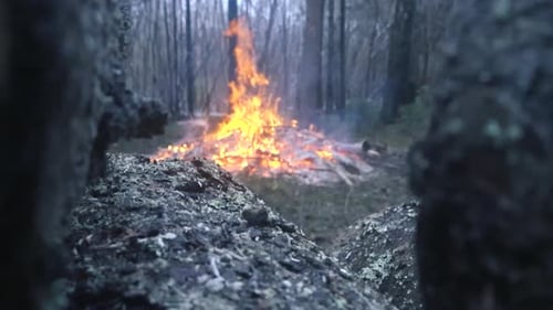 Large fire or a bonfire burning with smoke in forest viewed from a far from between two tree logs.
