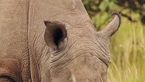 Closeup detail of African Wildlife Rhino ears while grazing in Maasai Mara National Reserve, Kenya,