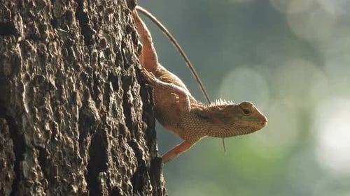 Lizard in tree - relaxing - food - pry.