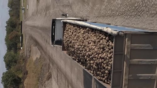 Vertikales Video Die Bewegung eines Lastwagens mit einem mit Zuckerrüben gefüllten Anhänger