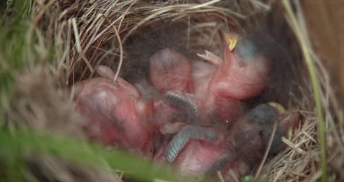 Newly Hatched Birds Huddle Together in Nest