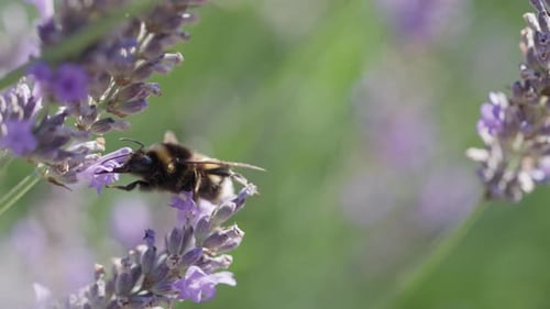 Bee Collecting Pollen on Purple Lavender Flower