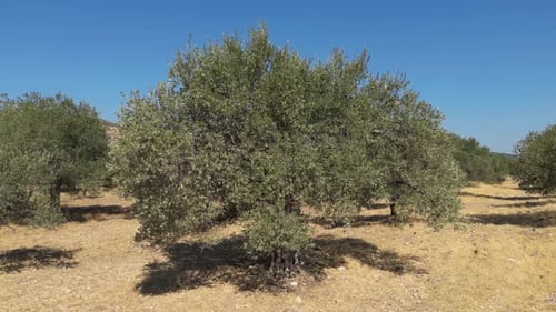 Olive Trees 212