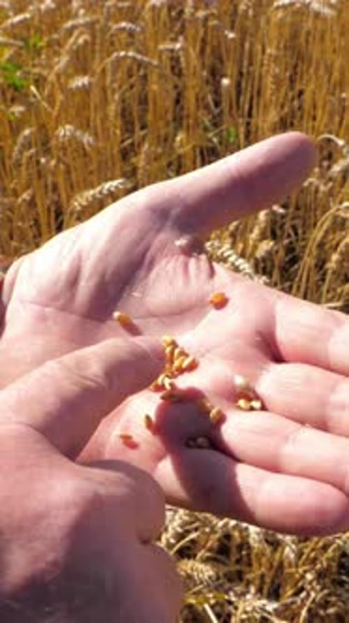 Hand Holding Grains of Wheat with Golden Field Background Showcasing Agricultural Harvest