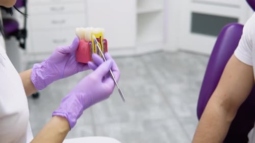 Dentist Explains Tooth Anatomy to Patient