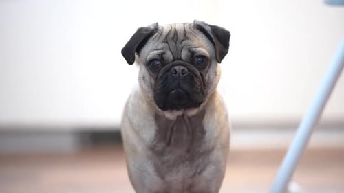 Fawn pug dog wide shot in kitchen