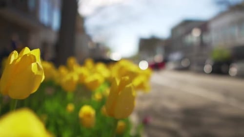 Slow Motion Shot Flying By Yellow Tulips on Downtown City Street