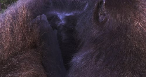Close up of a baboon removing parasites and grooming from another female