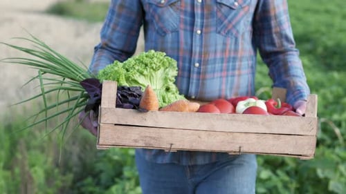 A farmer in an agricultural field carries a vegetable box. Agriculture industry concept.