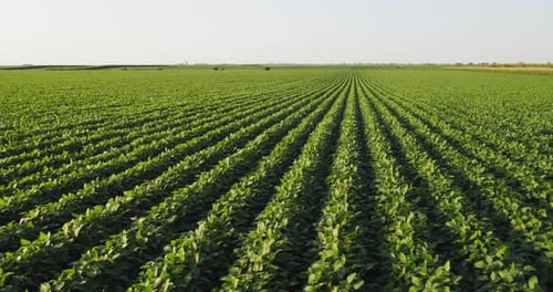 Aerial shot of green soybean crops field at agricultural farm.