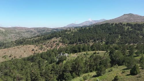Vue aérienne des arbres et des collines