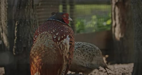 Male Common Pheasant Phasianus Colchicus