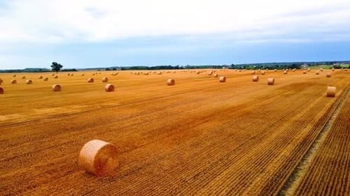 Aerial view of a large industrial brown field with many hay bales in field in 4K, zoom in